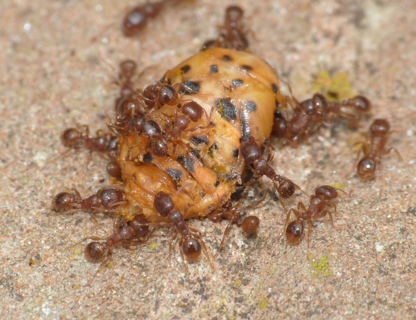 Formiche Tetramorium che demoliscono una pupa di coccinella